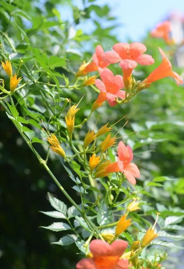 凌霄花开红艳艳