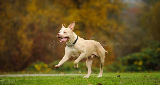 比特犬藏獒 比特犬藏獒（比特犬斗狗全新视频） 动物