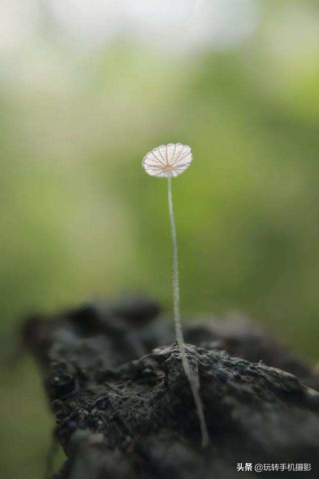 手机镜头跟单反有何区别？如果不知道，几千块就真白花了