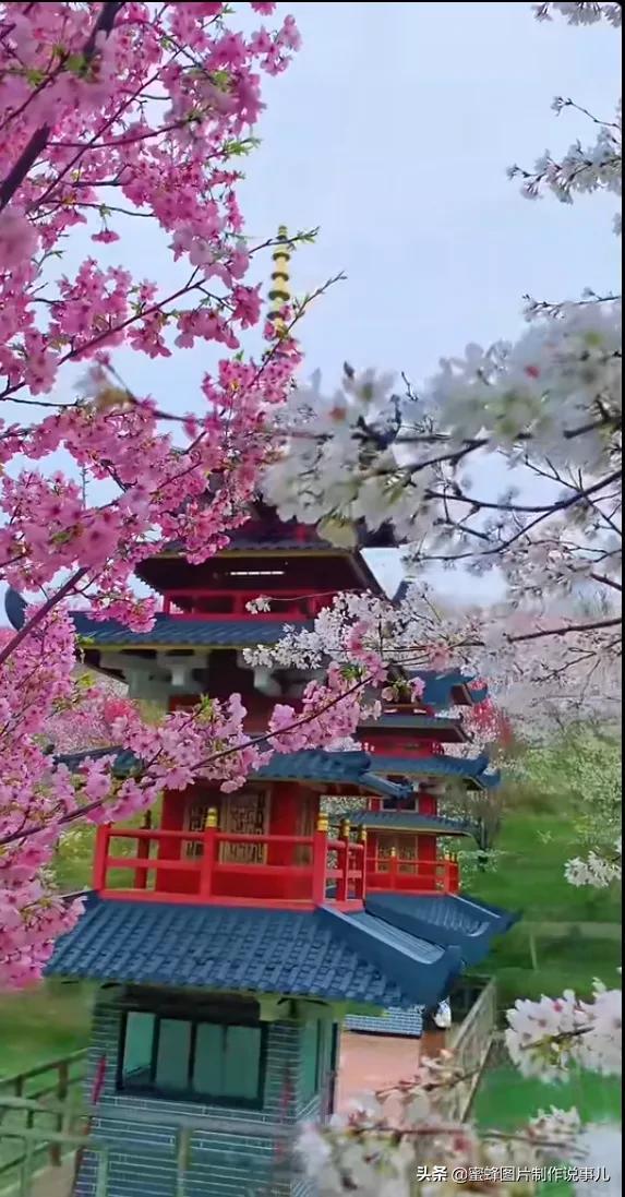 岁月，就是一场花开，花开时鲜艳夺目，芬芳浓郁，蝴蝶也随之而来