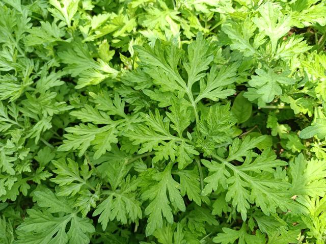 人到中年就要管住嘴，清淡少油，多吃3种应季野菜，身体越来越好