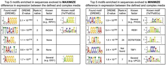 MIT「神谕」模型登Nature封面！破译DNA的前世今生和未来