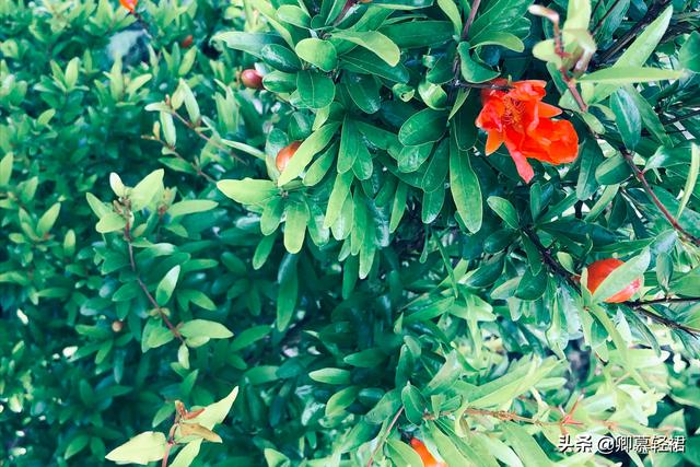 在江南的烟雨里，邂逅一路的夏花——繁华或落寞，皆是芬芳