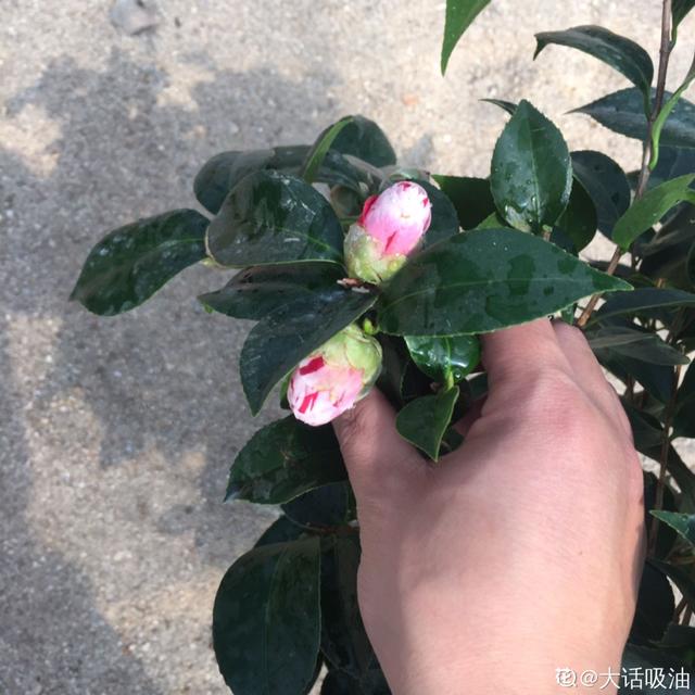 赤丹茶花