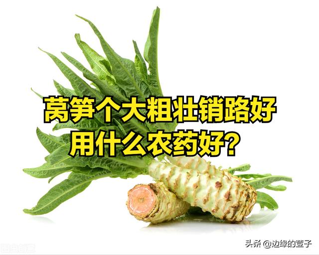 莴笋长粗用什么农药，掌握这3种效果好，莴笋个大粗壮销路好