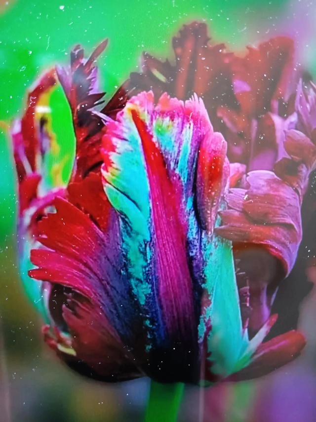 花的世界，芬芳美丽；醉了眼眸，美了心情