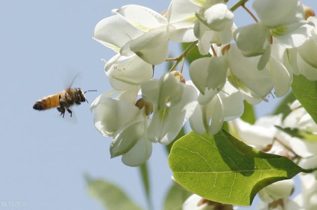 这些花类药材疏肝理气、清热散结，女性结节朋友可以用来泡茶喝