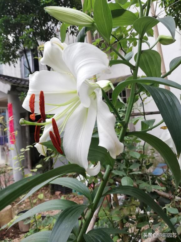 香水百合花 香水百合花（香水百合花语） 生活