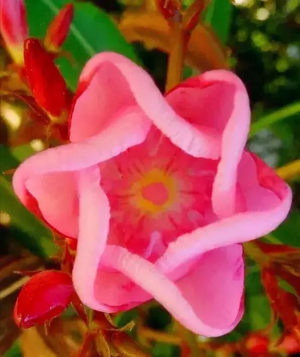 总有一朵花养了你的眼，总有一首歌怡了你的心