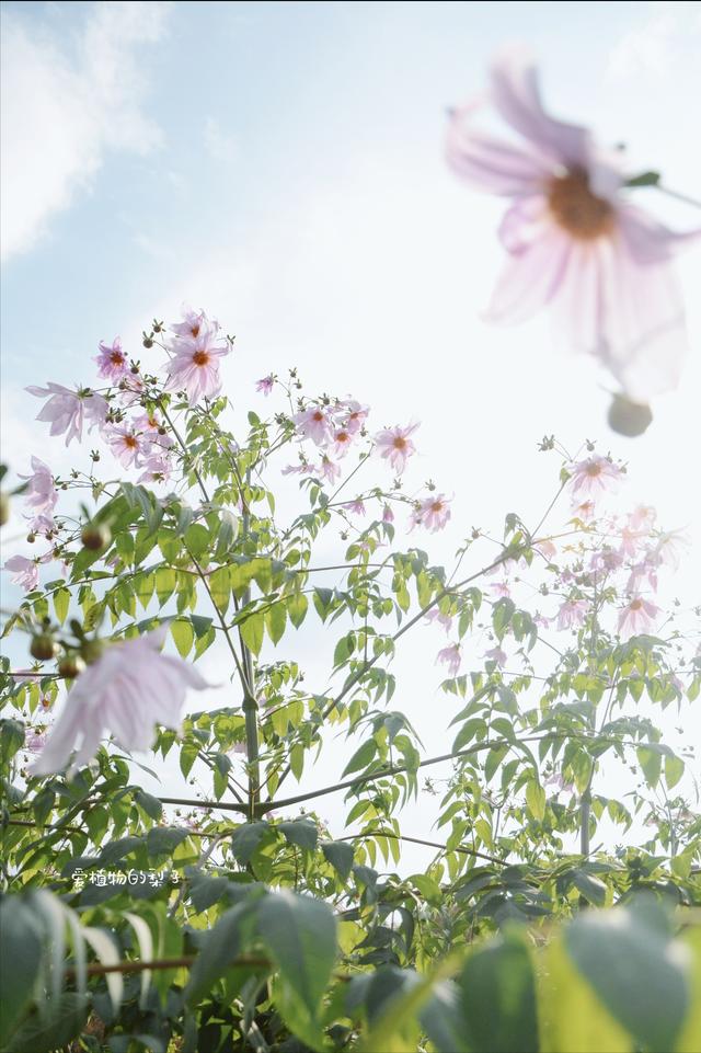 大丽花花语