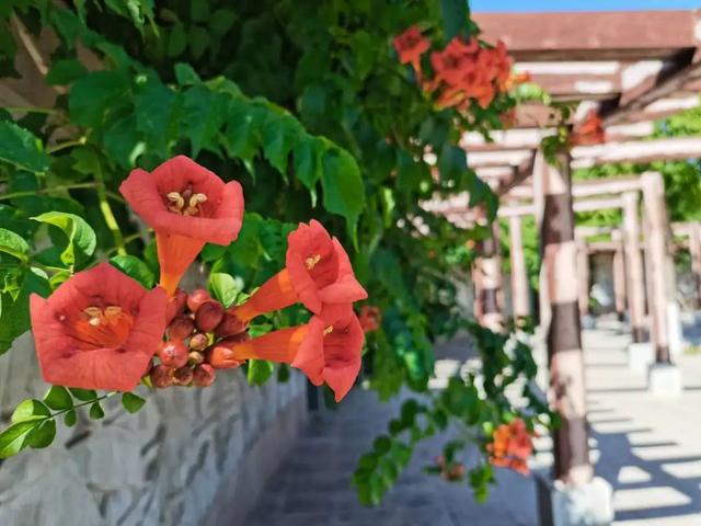 全了 河北正定园博园赏花攻略 一整个春天都在这儿了 新闻时间