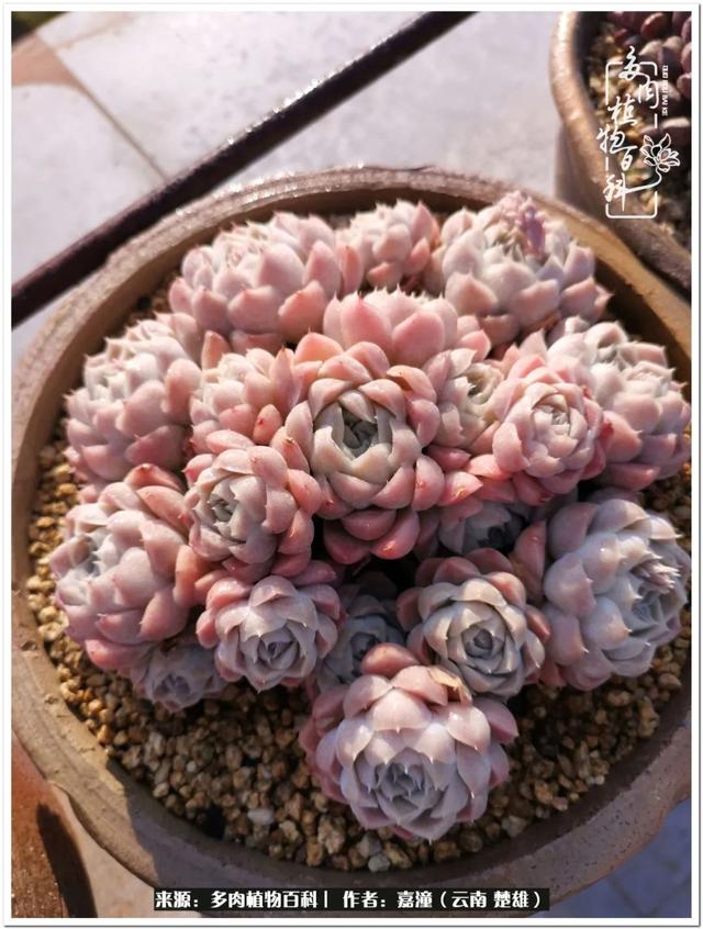 玉蝶铜芯电线价格表4平方,玉蝶铜芯线今日价格