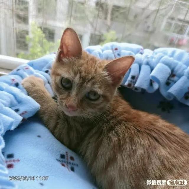 深圳宠物猫领养