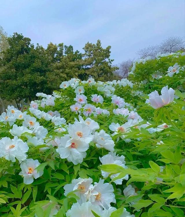 花是蓬勃的期许，是生命的礼遇，是春天的信使