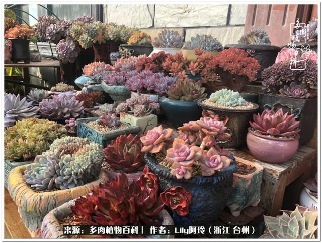 多肉是一个人的狂欢 小城多肉花坛准备出道啦 天天要闻