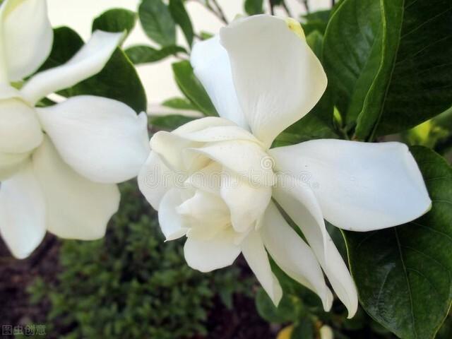 分享图片，百花盛开，五彩缤纷，太美了！令人心情无比愉悦