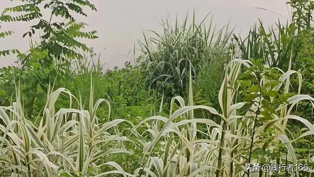 努力的人，生活不会迷茫，因为总会有惊喜和满满的希望