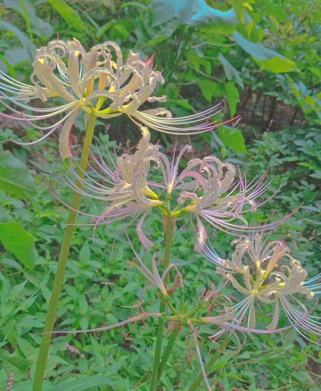 花是蓬勃的期许，是生命的礼遇，是春天的信使