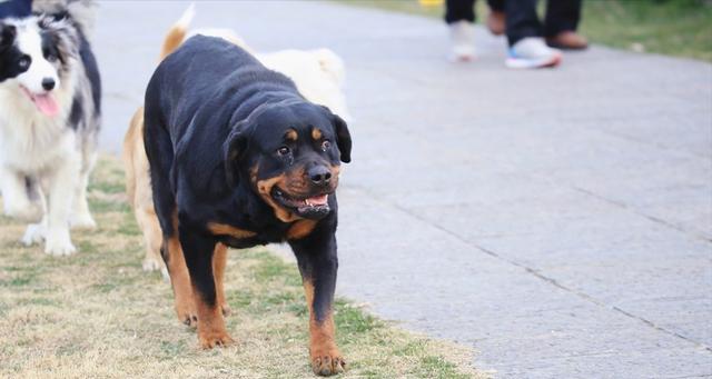 羅威納犬怎麼訓練得很兇猛(羅威納犬護衛訓練教程)-艾拉養犬