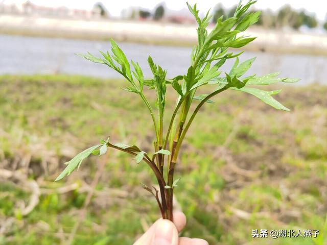 野菜的种类