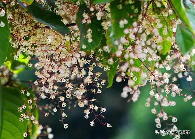 苹婆 苹婆（苹婆山鸟图高清） 生活