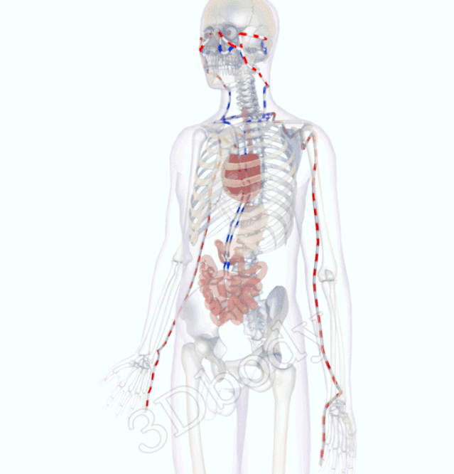 中医精美3D经络图，手太阳小肠经，大河养生古法八段锦必备