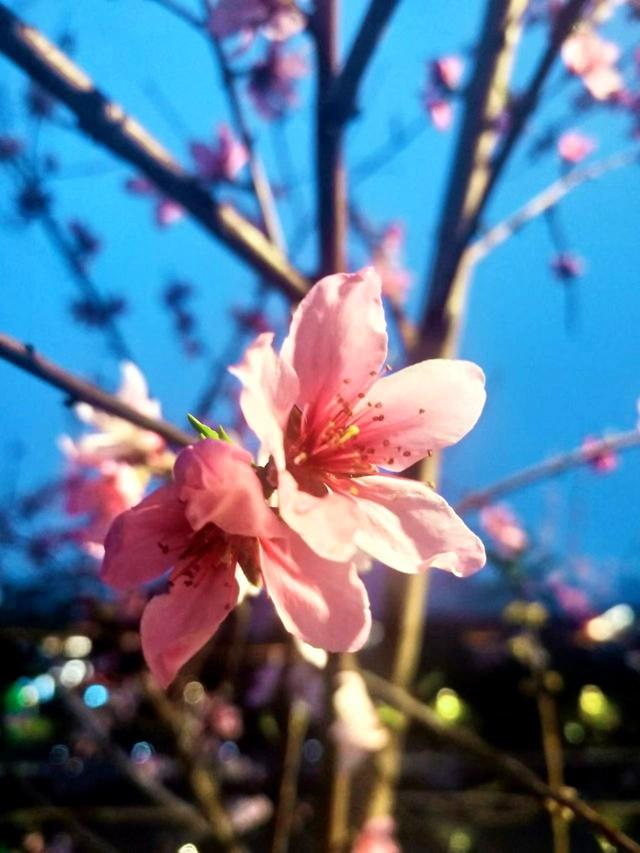 #把春天装进旅途 芳菲向暖，星辰与我共赏桃花