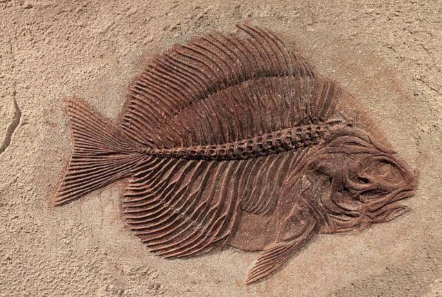 石油是古生物形成的？一个油田上亿吨石油，有那么多古代生物吗？