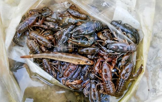 蝲蛄: 人称“东北小龙虾”, 比小龙虾更美味, 如今认识它的人不多