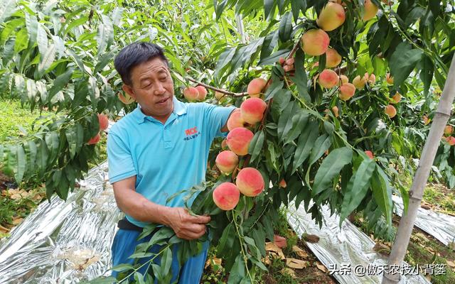 桃树适量留花留果才能多结优质大果，桃树如何疏花疏果才合理？2