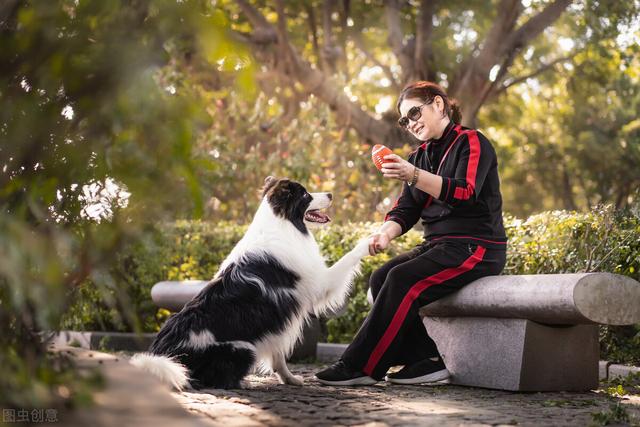 边牧犬