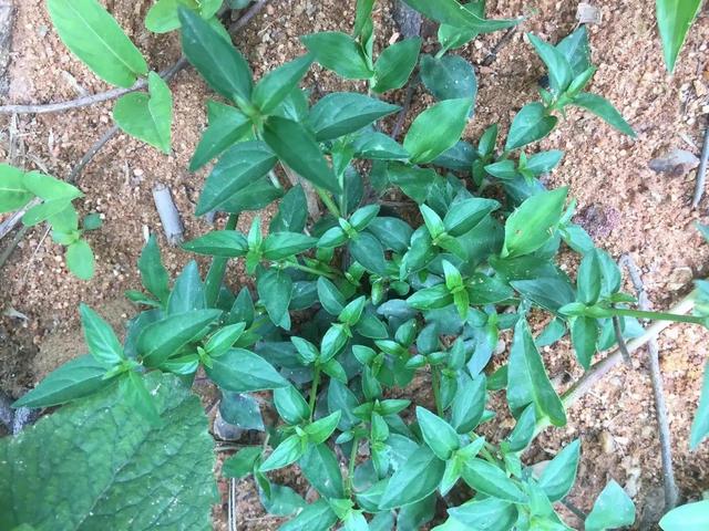 狗肝菜 狗肝菜（狗肝菜图片与作用） 生活