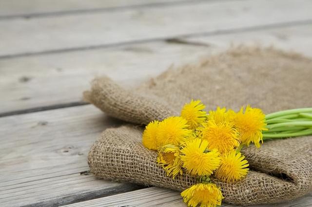 中药又立功？蒲公英或有望成为治癌、消结节的新药，是真的吗