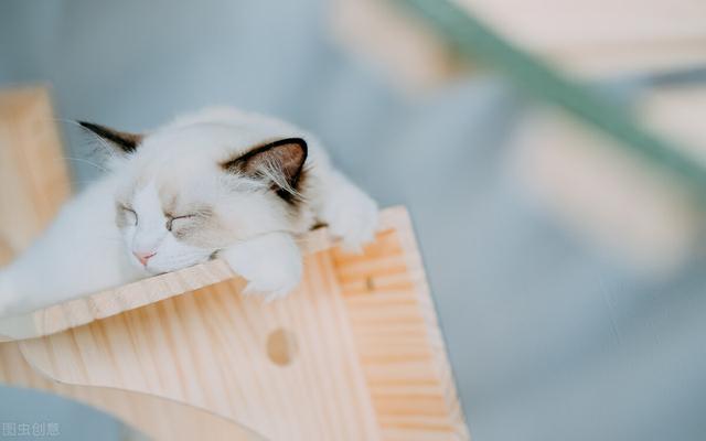 猫咪多久驱虫一次比较好大宠爱(自家养的猫一年没做驱虫)