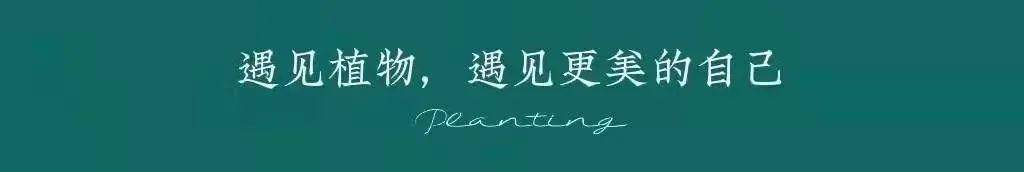 白玫瑰，我爱你，与你无关｜花名册No.00121