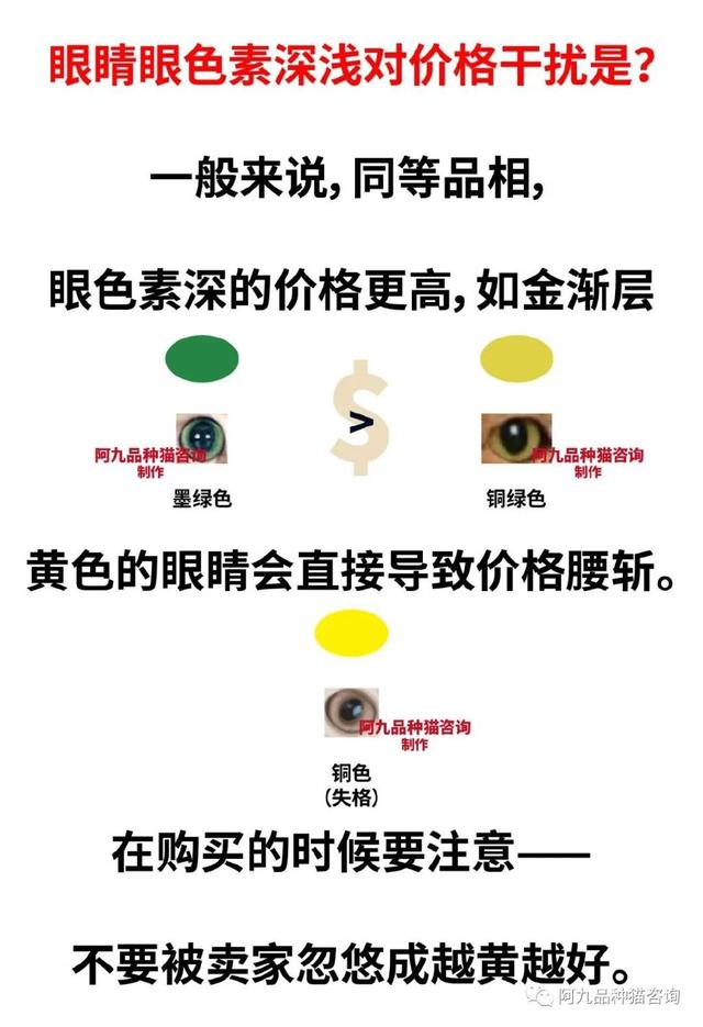 灰兔的眼睛是什么颜色