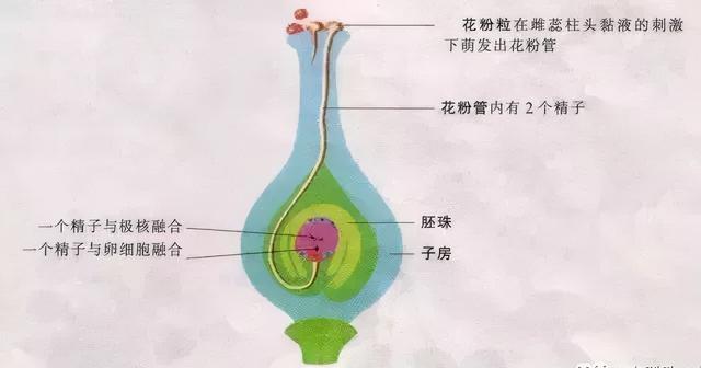 今年有核无核都可用920保果！深度解析柑橘落果+保果搭配3