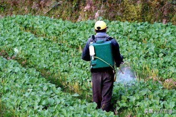 春耕备耕时期，如何确定农药的施用时间？