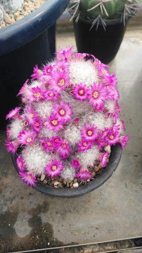 美花欣赏：仙人球开花，美不胜收