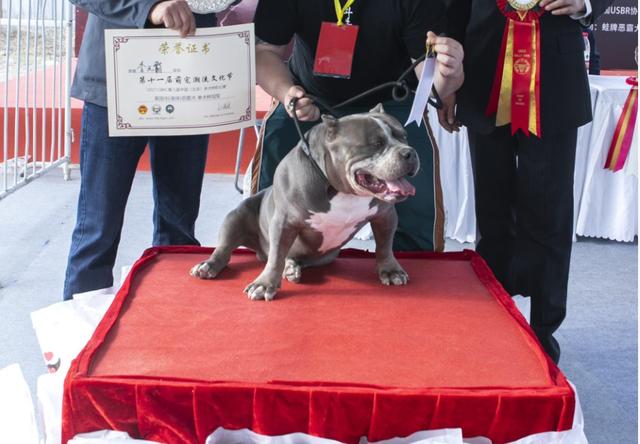 恶霸犬多少钱 恶霸犬多少钱（恶霸犬多少钱一只幼犬） 动物