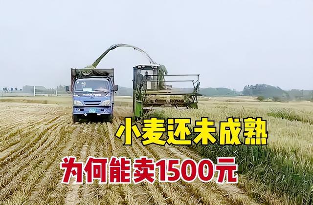 粮价大涨，谁在收购小麦青苗？什么目的？官方点评来了