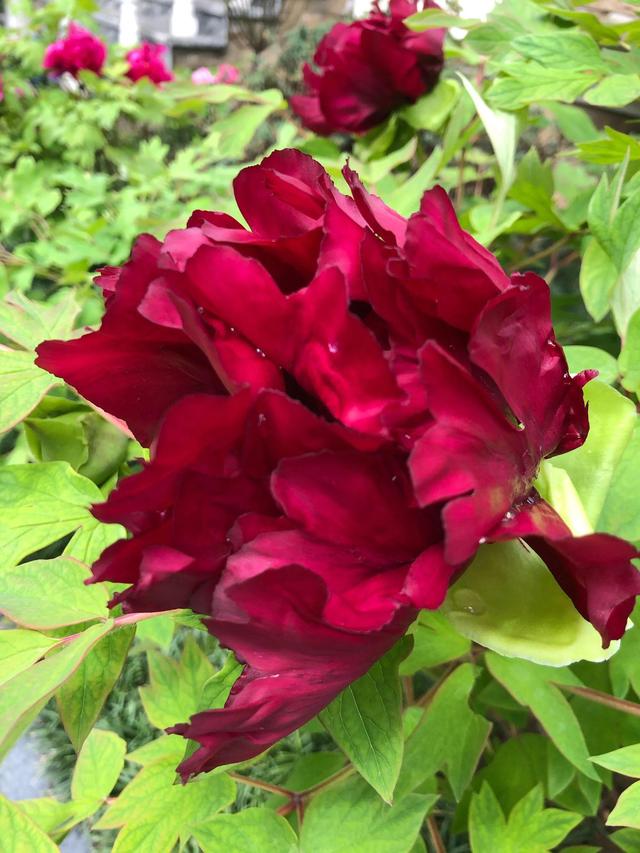 冠世墨玉牡丹 由"烟笼紫"和"黑花魁"杂交培育而成,是黑花牡丹中的魅首