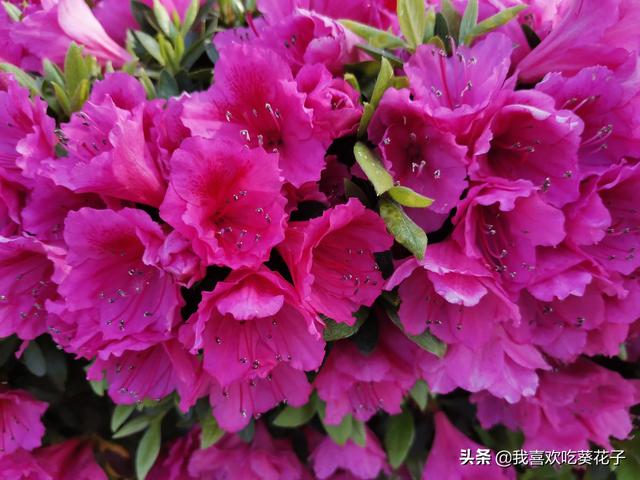只为杜鹃来开花