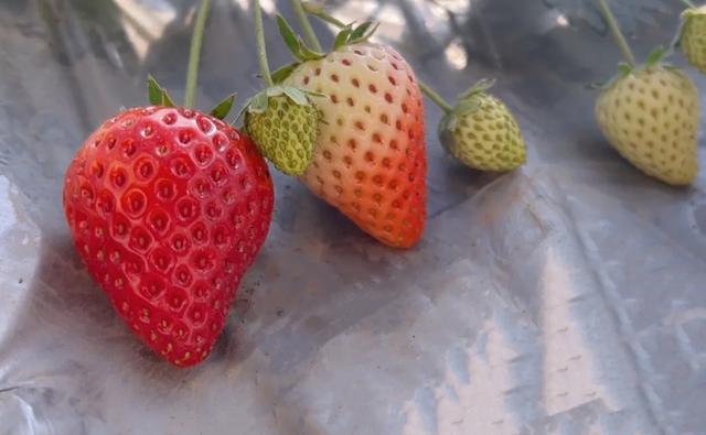 摘草莓文案朋友圈，草莓和春天有个约会？