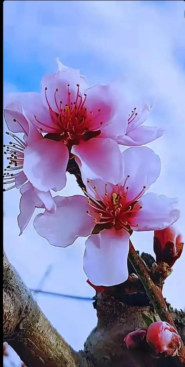 给我鼓掌掌，智慧精灵撒花了
