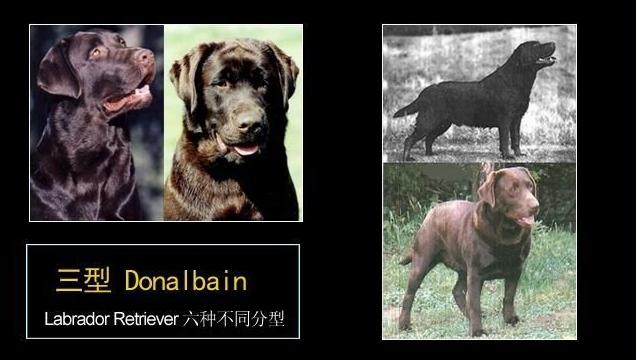 拉布拉多犬图片