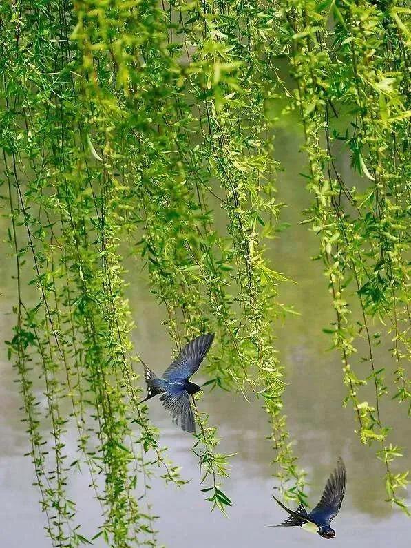 《菩提树下》