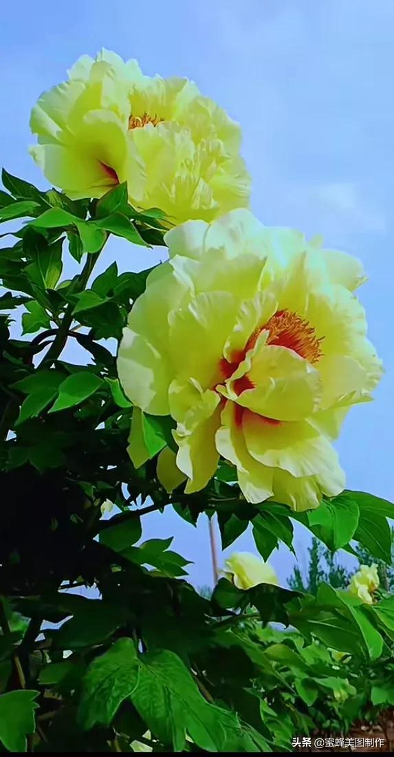 一花一世界，姹紫嫣红，婀娜多姿，带来了美好的心情