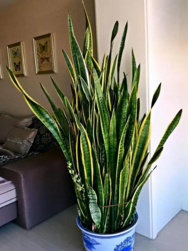 客厅最旺宅的大型植物