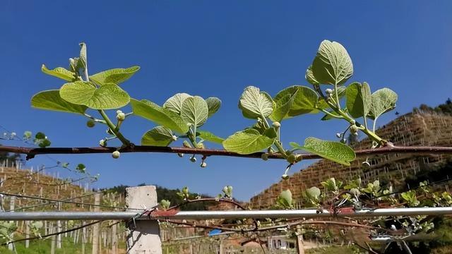 猕猴桃树 猕猴桃树（猕猴桃树苗的种植方法） 生活